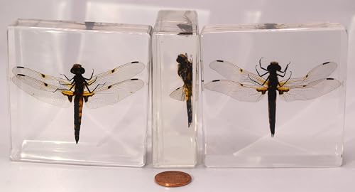 Image of 2.9 inch Real Dragonfly in Crystal Clear Lucite Resin Crafts Specimen Preserved Insect Bug Taxidermy Collection for Biology Science Education & Desk Ornament Display