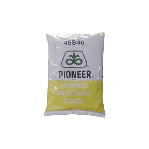 Image of Pioneer 45S46 Hybrid Mustard Seeds / Sarso ke beej - 1kg