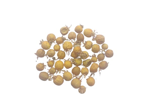 RUKDA Febrifuge plant dried yellow-berried nightshade, wild eggplant, Kantakari, bhoringani, katali - 20 Pieces (B0B5TMPKK3) Amazon Price History, Amazon Price Tracker