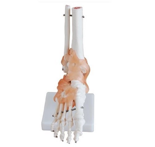Doc.Royal Human 1:1 Natural Size Foot Joint with Ligaments Bone