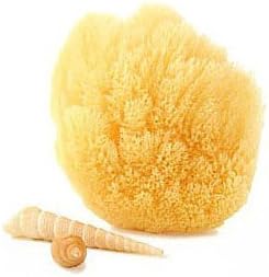 Natural Grass Sea Sponge - 5-6 Inch