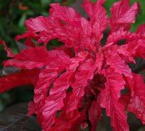 Miniatura 2 de 100 semillas de flores tricolor Early Splendor Amaranthus Hypocondricus *Comb S/H
