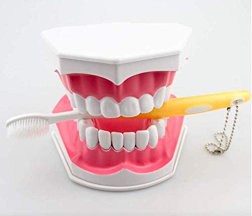 DENTAL TOOL Brushing Model (Pack of 1)-image-35