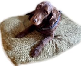 ProMagnet Magnetic Therapy Pet Bed (X-Large) Cotton Cover. Made in The USA for Over 28 Years