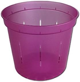 3" Slotted Clear Orchid Pots - 6 Pack (1, Wild Orchid)