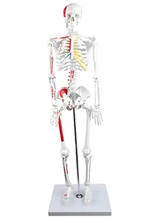 Parco Scientific PB00014 Human Skeleton with Muscles Colored and Labeled, Half Size 33