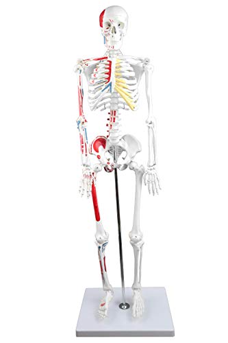 Vision Scientific VAS204 Half Size Human Skeleton- 33” (84cm) with Muscles | Wired for Natural Movement | Labeled Diagram Included