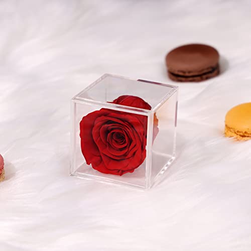 Polylove Preserved Rose in a Petite Acrylic Box Real Rose That Last for a Year Gift for Her (Red Rose)