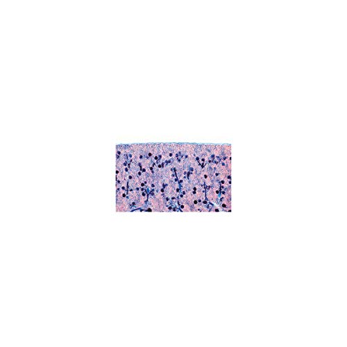 Image of 3B Scientific GmbH W13315 Urinary System-German