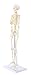 Axis Scientific Mini Human Skeleton Model with Metal Stand, 31