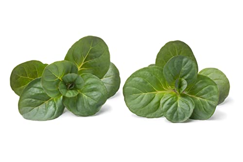 Live Orange Mint Plant (Mentha Piperita X Citrata) 2.5 Inch Pot - Bergamot Mint - Eau De Cologne Mint - Aromatic Orange Scented Flavor Infuser Herb #TOP1