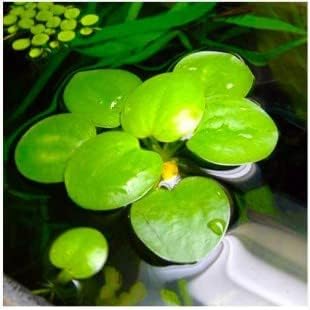 Amazon Frogbit Overwater Plant 1 Aquarium Plant Pool Plant