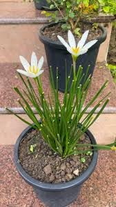 Rare Mixed Rain Lily Bulbs, Zephyranthus Fairy Lilies, White Flowering Indoor Plant, Pack of 1 ki8-image-17