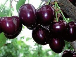 GREEN VOLCANO "Sonata Cherry"Grafted/Clone type hybrid - 1 Healthy Live Super Yielding Early Fruting Sonata Cherry Fruit Plant' 1-1.5 Ft Height in Nursery Grow Bag for Home Garden