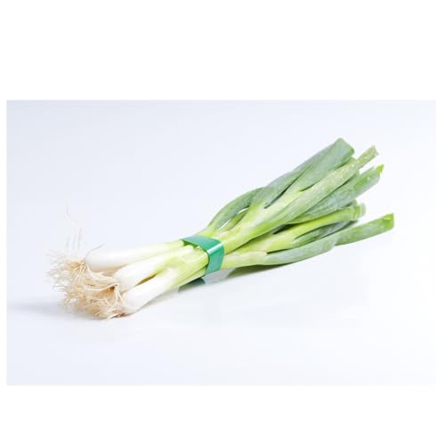 Sachet de graines de Poireau géant de provence à semer- Les Graines Bocquet