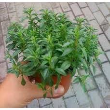 Sementes de Segurelha Topseed Garden 200mg