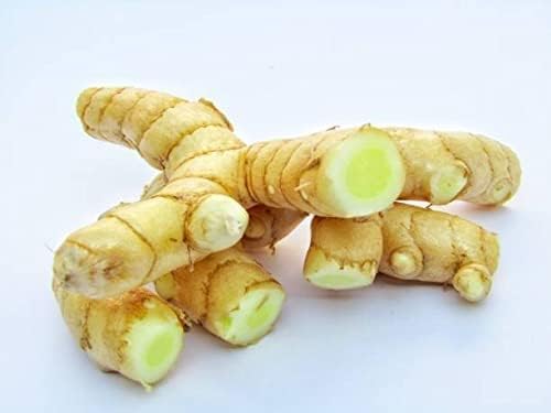 Gachwala 6 Rhizomes of Real Mango Ginger | White Turmeric Mango Ginger for Kitchen Garden - Fresh Curcuma Amada | Live Root Cuttings for Growing Plant