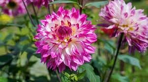 Daliya flower seed,high germination (10 seeds) (B0CKMX5HZN) Amazon Price History, Amazon Price Tracker