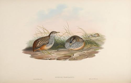 Tableau sur toile oiseau de John Gould décore votre salon 60x90cm