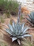 Radny 80 piezas de semillas de plantas de Agave havardiana