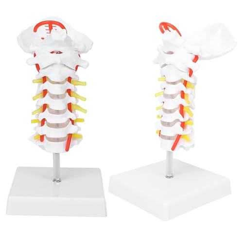 Modèle de colonne cervicale humaine pour cours de sciences