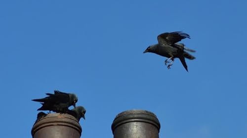 This Week in Law 342: Chim Chim Canary