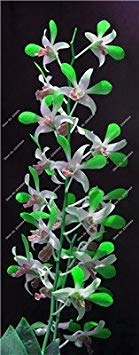 Semi -! Nano Dendrobium Fiore Semi Rare Orchidee li piante ornamentali en miniatura Albero di crescita Naturale, 10 piezas 8
