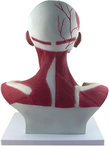 Modèle d'anatomie humaine - Modèle de muscles de la tête et du visage pour l'entraînement et l'apprentissage dans les établissements médicaux et les centres de rééducation