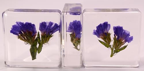 Image of 38mm Real Purple Lavender Flower in Crystal Clear Lucite Resin Specimen Botanist Herb Herbarium Lavandula Collection for Botany Science Education & Desk Ornament Display Small Paperweight