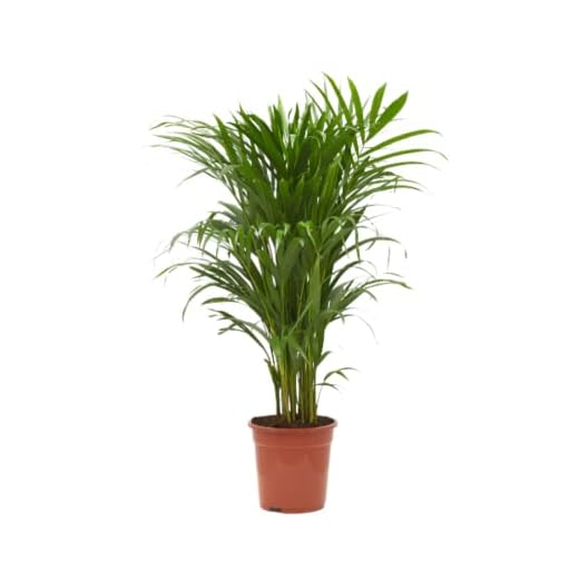 Verdecora Areca | Palmera amarilla | Palma de frutos de oro | Palmera bambú | Reina de las palmas | Planta Tropical natural de interior y exterior en maceta de 4 litros