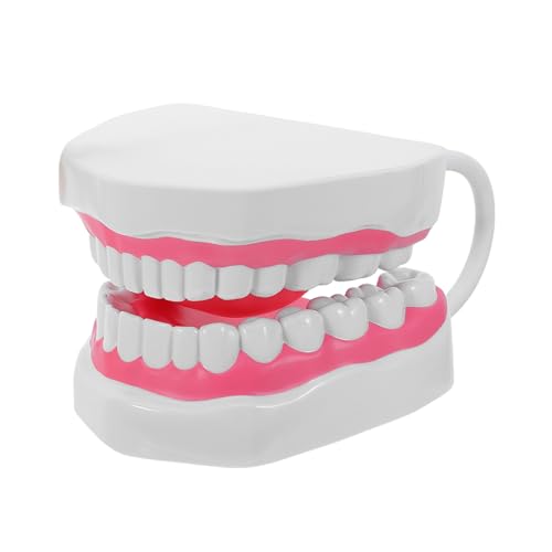 Kit de dents primaires pour pratique pédagogique et démonstration de brossage