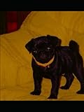  THE STORY OF A PUG NAMED BLACK BART