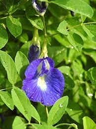 ADITYA GREEN PLANTS AGP Aparajita Blue Flower/ Climbing Clitoria Flower Plant /butterfly pea(1 Fresh live plant in poly bag)