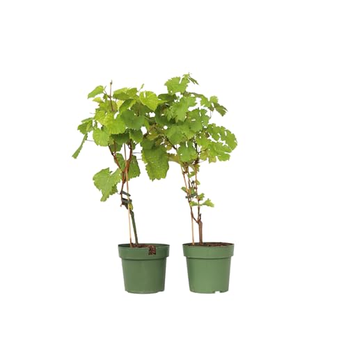 Plant in a Box - Mélange de vins - Vitis ‘Himrod’ et ‘Vanessa’ - Lot de 2 - ⌀21cm - Hauteur 60-75cm