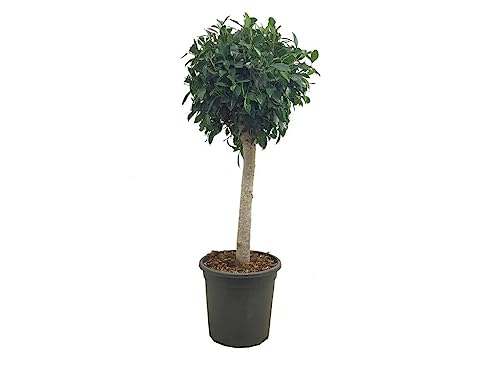 Garden Center shop by VM Planta Natural FICUS NITIDA Copa M32 110-130CM Planta Natural Exterior