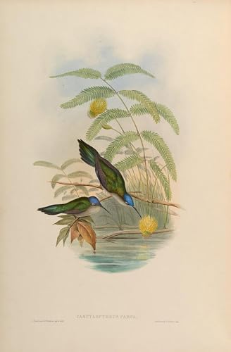Lienzo Campylopterus Pampa de John Gould cuadro decorativo para oficina
