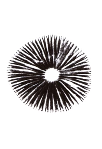 Church Of The Sacred Spore cover art