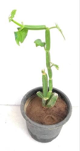 Mphmi Nurseryplant Cissus Quadrangularis, Hadjod - Plant (B09NMJ4ZJD) Amazon Price History, Amazon Price Tracker