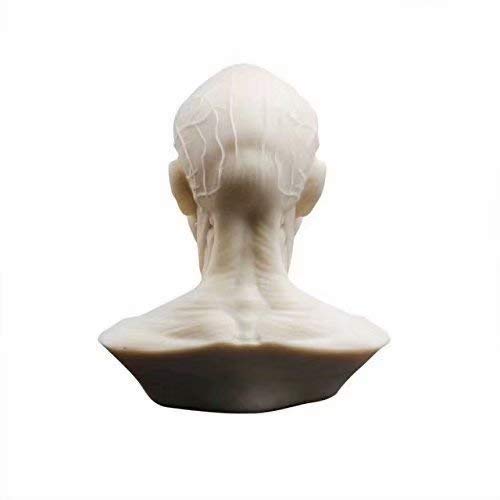 Alkita Human Bust Sculpture Statue Resin Sketch Draw Plaster Cast Artist Model Decor Medical Model Mini Size