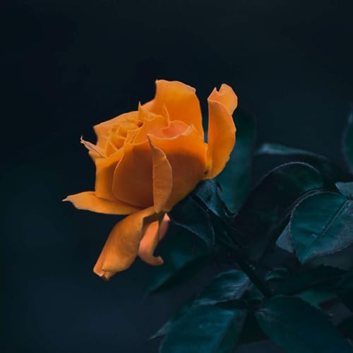 『Miel de la Roca』のカバーアート