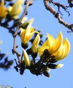 Golden Hills Farm Butea Monosperma Palash Yellow Tree Rare Tree 15 seeds (B07PJY9592) Amazon Price History, Amazon Price Tracker