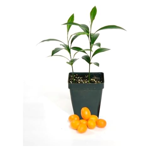 Kumquat Tree - Pot of 2 Starter Plant. Fortunella Margarita. 3" - 5" Cover