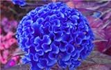 Semillas importadas Green Seeds Co. variedades de cresta de gallo, 200pcs / bag bonsai de cresta de gallo, Celosia Cristata hermosa flor de casa de planta de bonsai: Deep Blue