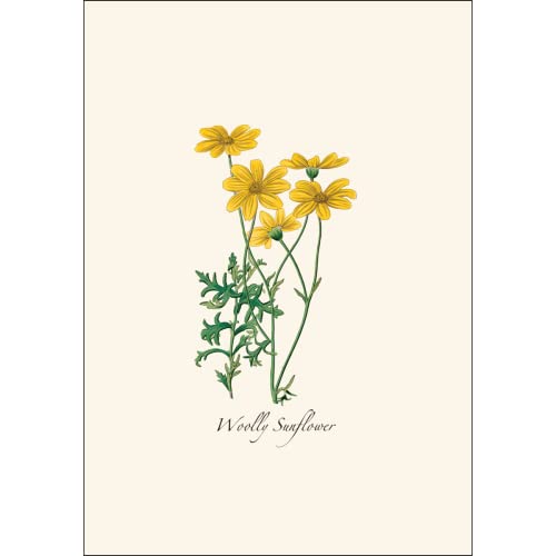 Image of Earth Sky + Water - Western Wildflower Assortment Notecard Set - 8 Blank Cards with Envelopes (2 each of 4 styles)