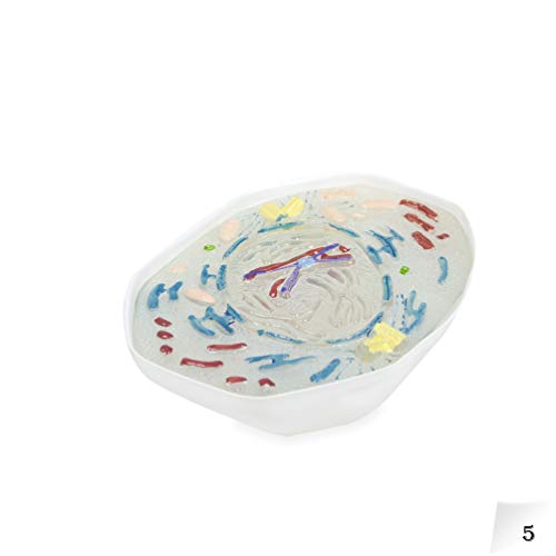 Image of Parco Scientific PB00136 Animal Meiosis 3D Model | 10 Stage Meiosis Demonstration | Biology Classroom Cell Division Display | Detailed Open Cell Organelles | Pieces Equipped with Stand | W Manual
