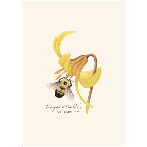 Image of Earth Sky + Water - Bumblebee Assortment Notecard Set - 8 Blank Cards with Envelopes (2 each of 4 styles)