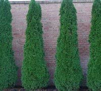 Four Pack of Emerald Arborvitaes - Evergreen Privacy Hedge -...