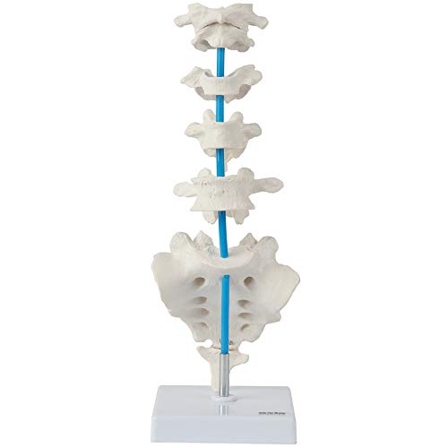 Axis Scientific vertebrae comparison set
