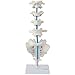 Axis Scientific Vertebrae Set - Includes Cervical, Thoracic, and Lumbar Vertebrae with Sacrum and Coccyx