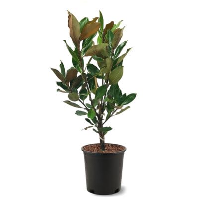 Generic Little Gem Magnolia, Compact Flowering, Hardy, Slow-Growing, Evergreen, 3 gal, Nursery Pot